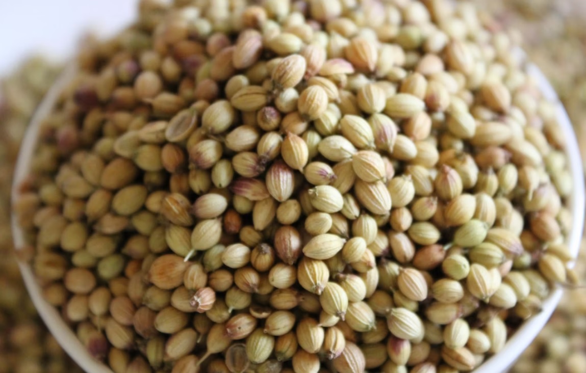 Coriander Seeds
